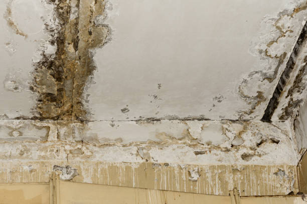 Best Airborne Mold Testing  in Melbourne Beach, FL