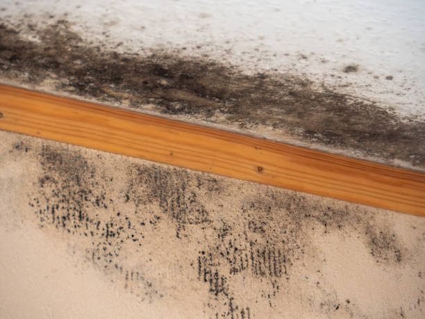 Best Mold Damage Restoration  in Melbourne Beach, FL