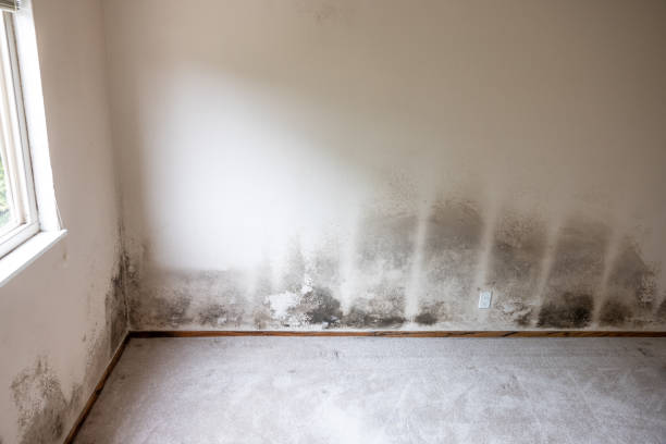 Best Dehumidification Services  in Melbourne Beach, FL