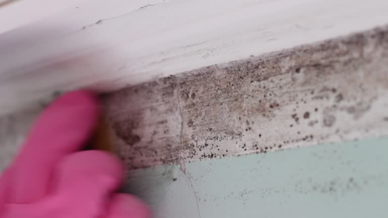 Best Mold Remediation for Rental Properties  in Melbourne Beach, FL